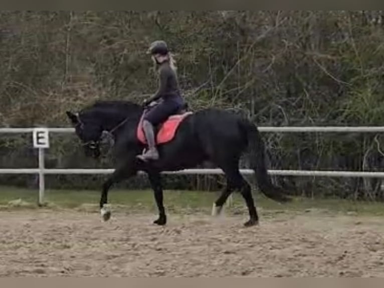 Hannoveraner Stute 8 Jahre 168 cm Rappe in Bassum