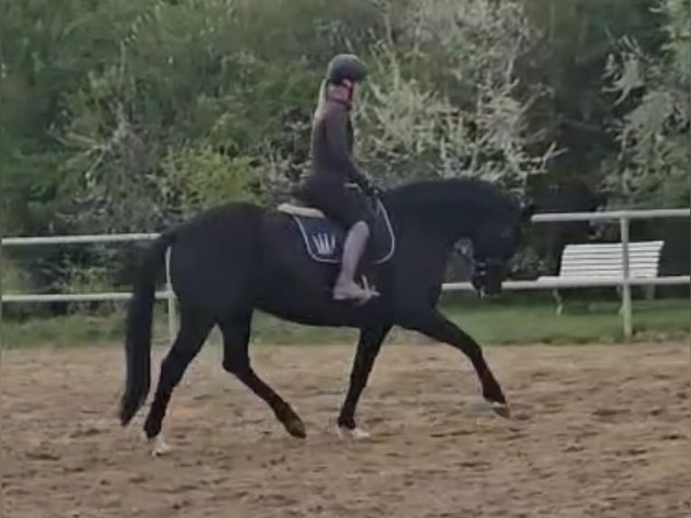 Hannoveraner Stute 8 Jahre 168 cm Rappe in Bassum