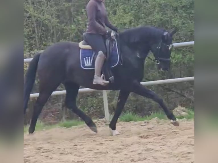 Hannoveraner Stute 8 Jahre 168 cm Rappe in Bassum