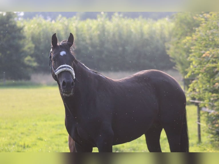 Hannoveraner Stute 8 Jahre 168 cm Rappe in Bassum