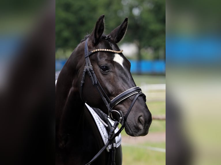 Hannoveraner Stute 8 Jahre 168 cm Rappe in Altenstadt