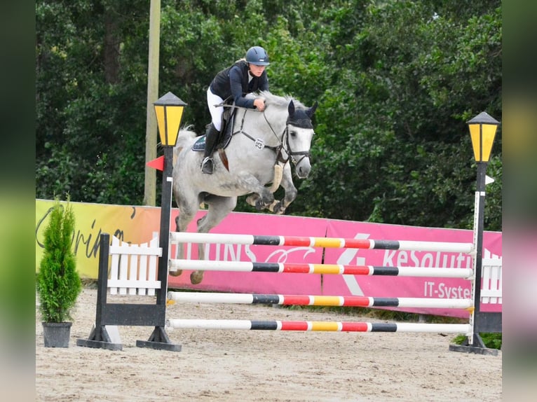 Hannoveraner Stute 8 Jahre 168 cm Schimmel in Hoya