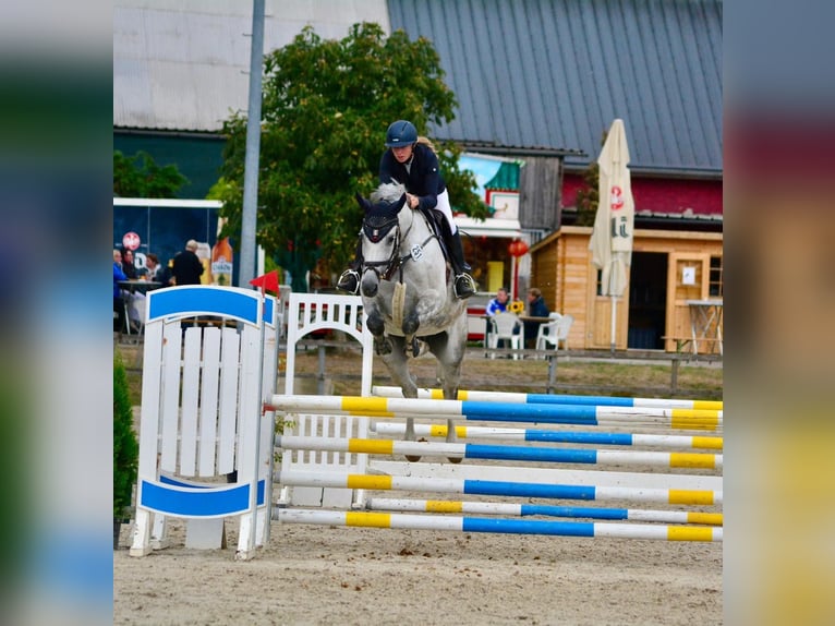 Hannoveraner Stute 8 Jahre 168 cm Schimmel in Hoya