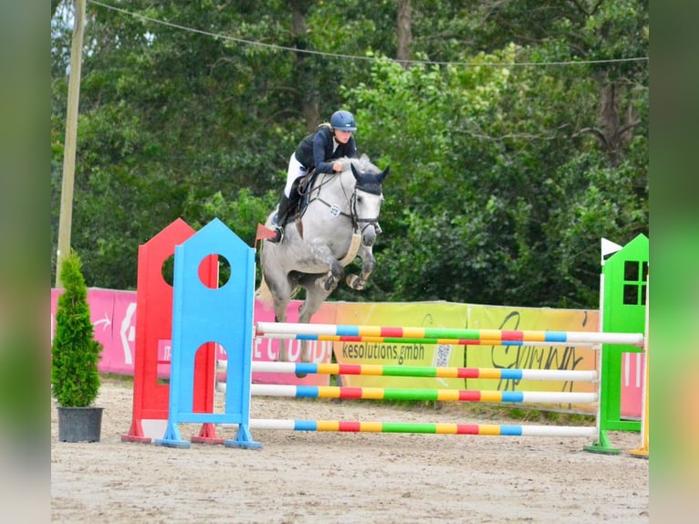 Hannoveraner Stute 8 Jahre 168 cm Schimmel in Hoya