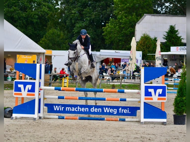 Hannoveraner Stute 8 Jahre 168 cm Schimmel in Hoya