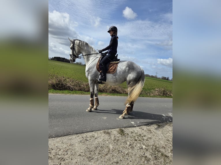 Hannoveraner Stute 8 Jahre 168 cm Schimmel in Tostedt