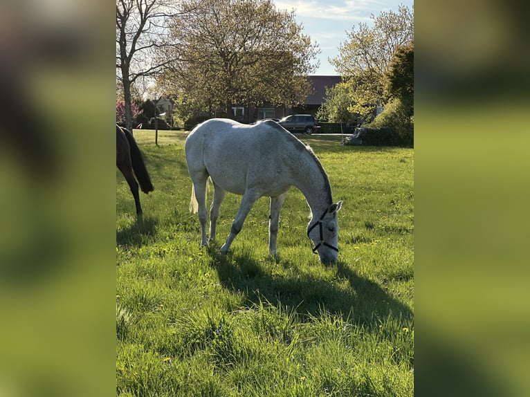 Hannoveraner Stute 8 Jahre 168 cm Schimmel in Wahrenholz