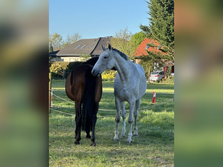 Hannoveraner Stute 8 Jahre 168 cm Schimmel in Wahrenholz