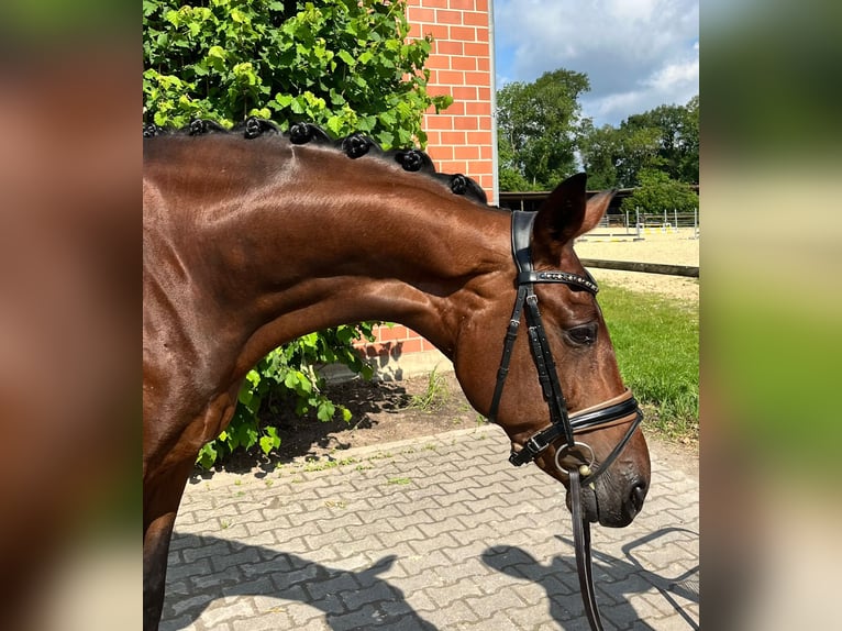 Hannoveraner Stute 8 Jahre 169 cm Brauner in Moers