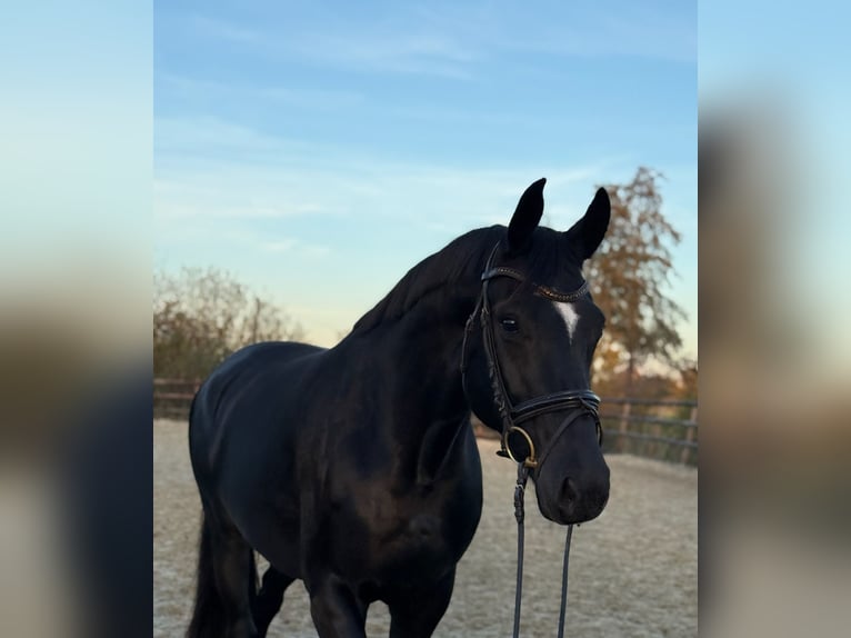 Hannoveraner Stute 8 Jahre 169 cm Rappe in Hamm