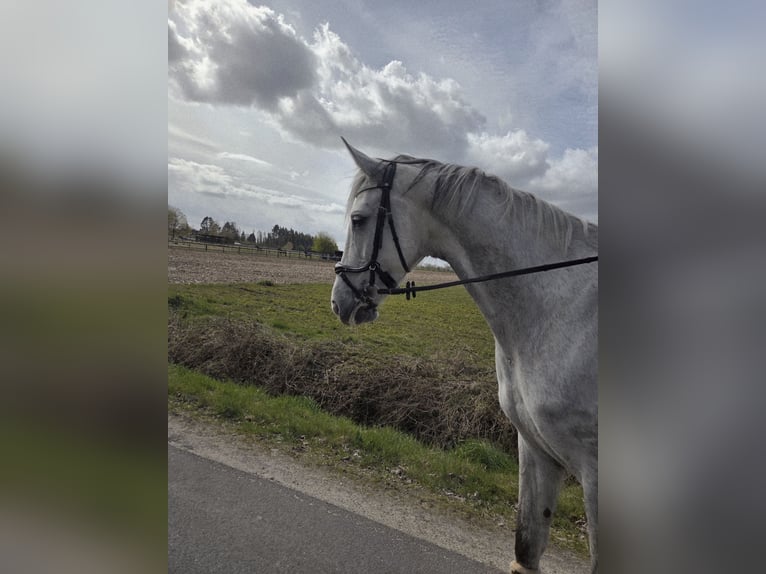 Hannoveraner Stute 8 Jahre 169 cm Schimmel in Tostedt