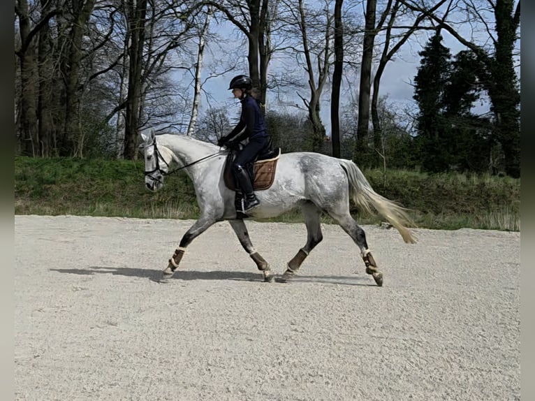 Hannoveraner Stute 8 Jahre 169 cm Schimmel in Tostedt