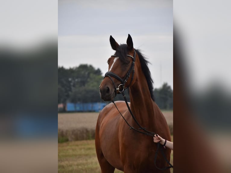 Hannoveraner Stute 8 Jahre 170 cm Brauner in Ganderkesee