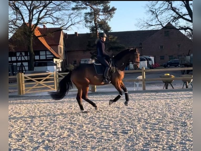 Hannoveraner Stute 8 Jahre 170 cm Brauner in Langenhagen