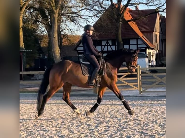 Hannoveraner Stute 8 Jahre 170 cm Brauner in Langenhagen