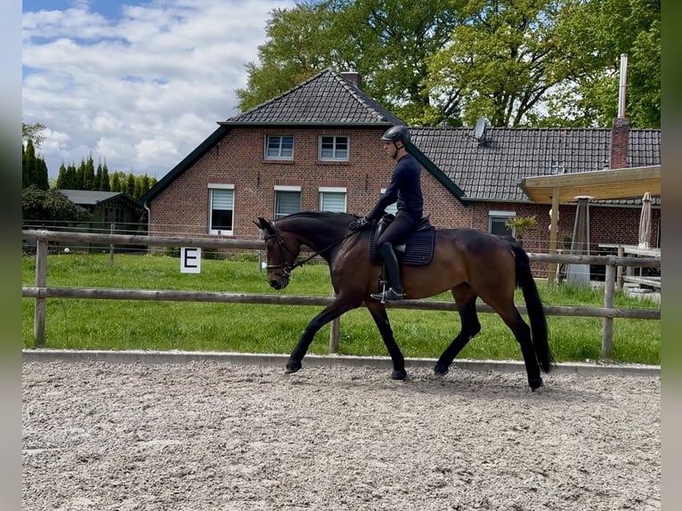 Hannoveraner Stute 8 Jahre 170 cm Brauner in Westerstede