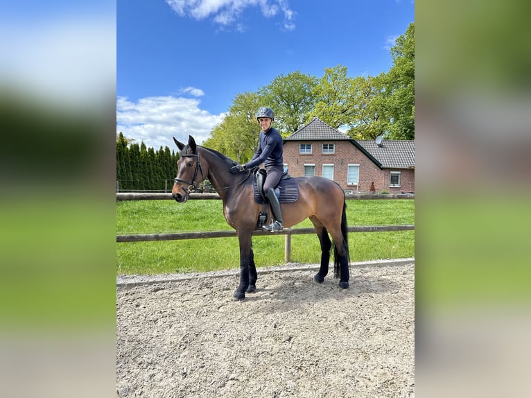 Hannoveraner Stute 8 Jahre 170 cm Brauner in Westerstede