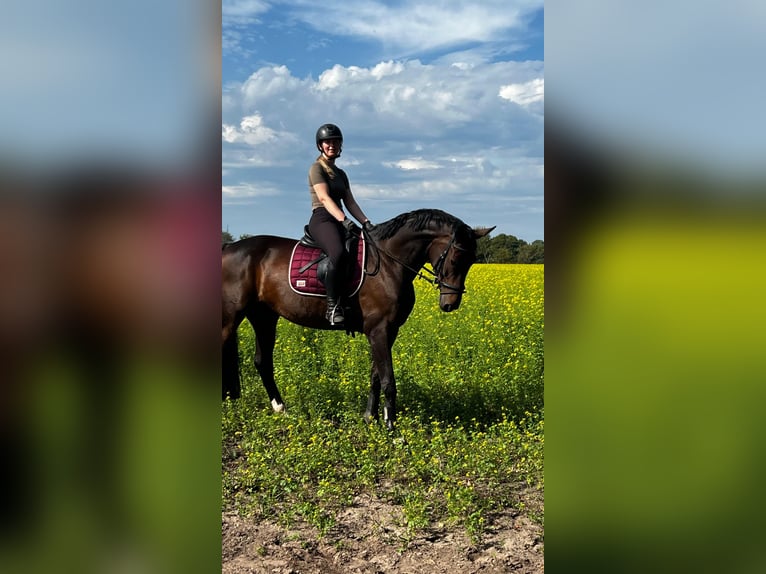 Hannoveraner Stute 8 Jahre 170 cm Brauner in Westerstede