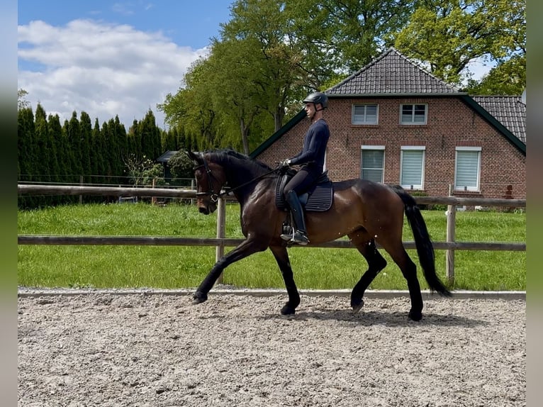 Hannoveraner Stute 8 Jahre 170 cm Brauner in Westerstede