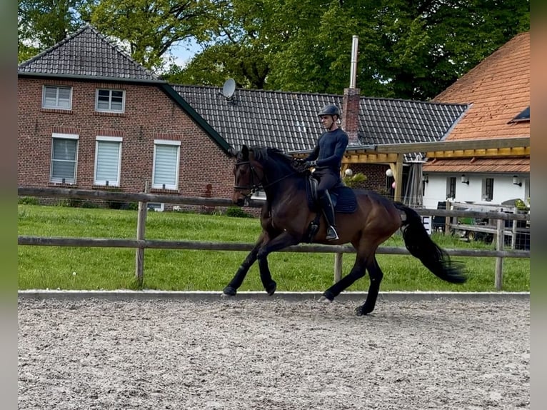 Hannoveraner Stute 8 Jahre 170 cm Brauner in Westerstede
