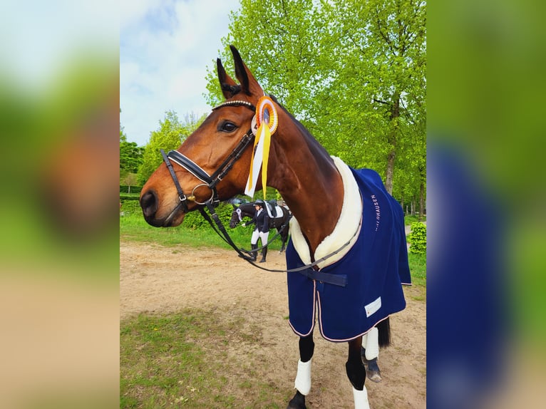 Hannoveraner Stute 8 Jahre 170 cm Brauner in Selfkant