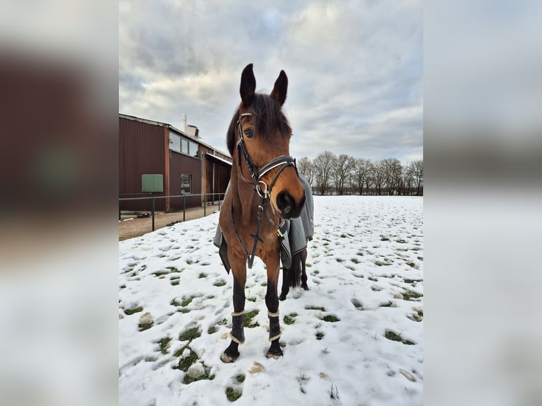 Hannoveraner Stute 8 Jahre 170 cm Brauner in Selfkant