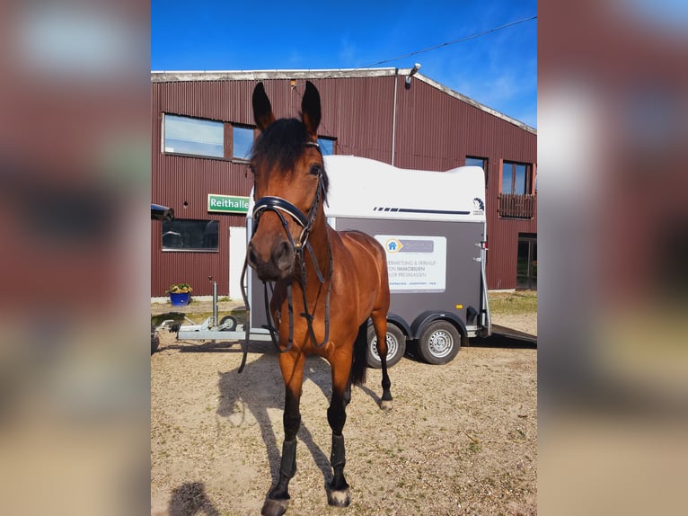 Hannoveraner Stute 8 Jahre 170 cm Brauner in Selfkant