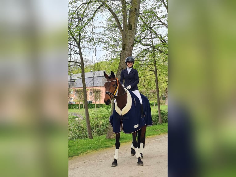 Hannoveraner Stute 8 Jahre 170 cm Brauner in Selfkant
