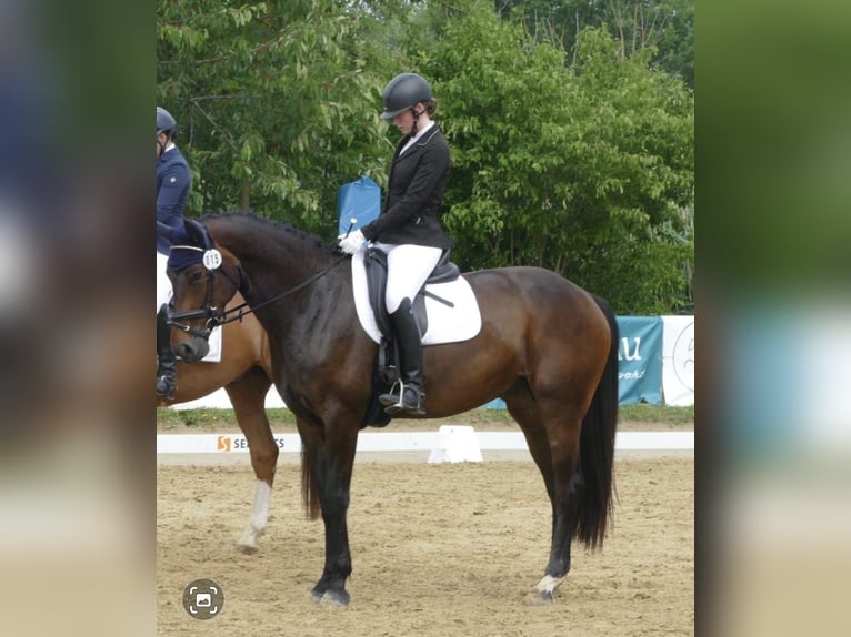 Hannoveraner Stute 8 Jahre 170 cm Brauner in Vechelde