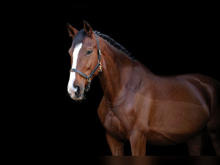 Hannoveraner Stute 8 Jahre 170 cm Brauner in Marktredwitz