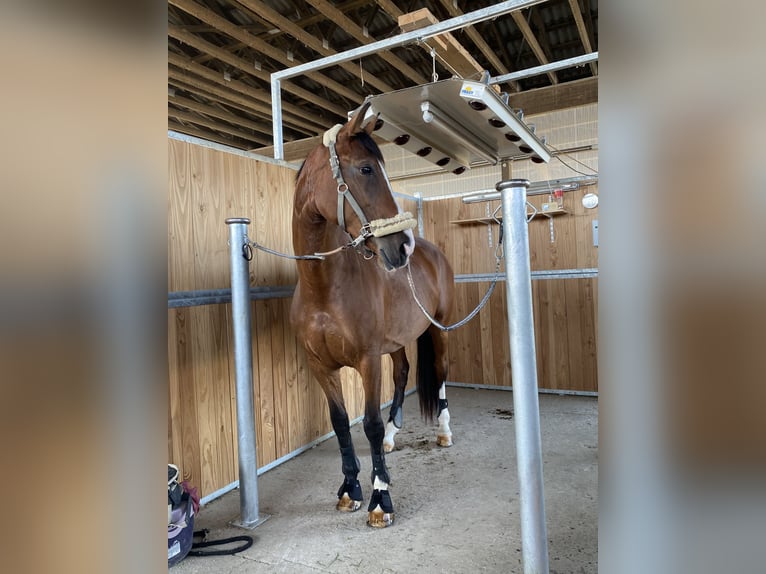 Hannoveraner Stute 8 Jahre 170 cm Brauner in Marktredwitz