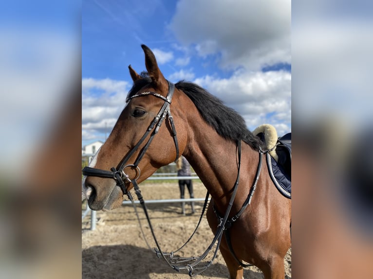 Hannoveraner Stute 8 Jahre 170 cm Brauner in Marktredwitz