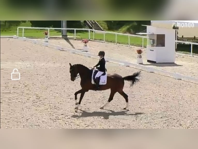 Hannoveraner Stute 8 Jahre 170 cm Brauner in Lingen