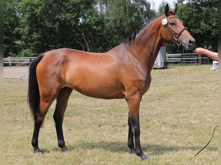 Hannoveraner Stute 8 Jahre 170 cm Brauner in Ahrensbök