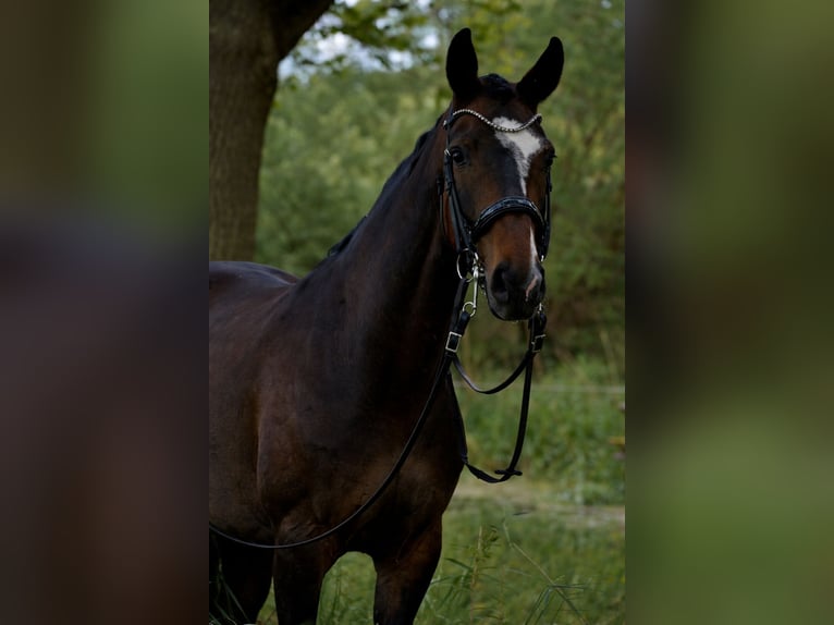 Hannoveraner Stute 8 Jahre 170 cm Dunkelbrauner in Eickhof