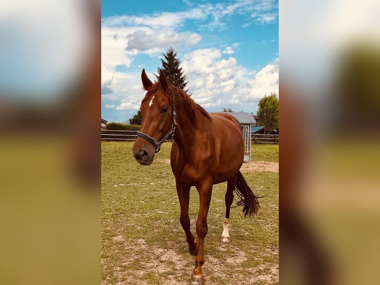 Hannoveraner Stute 8 Jahre 170 cm Dunkelfuchs in Barver