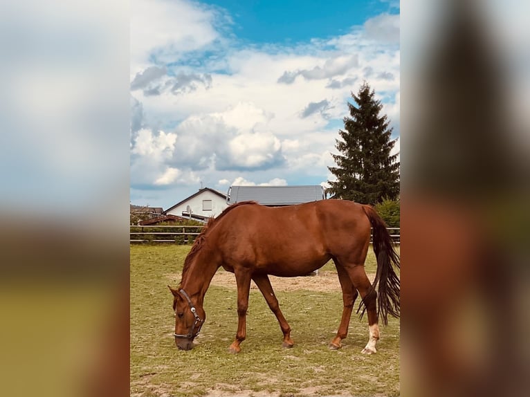 Hannoveraner Stute 8 Jahre 170 cm Dunkelfuchs in Barver