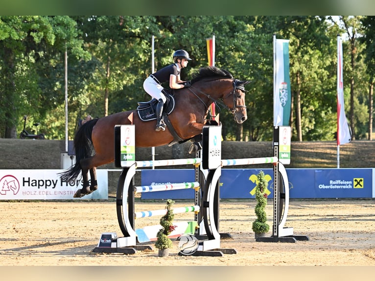 Hannoveraner Stute 8 Jahre 170 cm  in Aying
