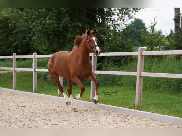 Hannoveraner Stute 8 Jahre 170 cm Fuchs in Ettringen