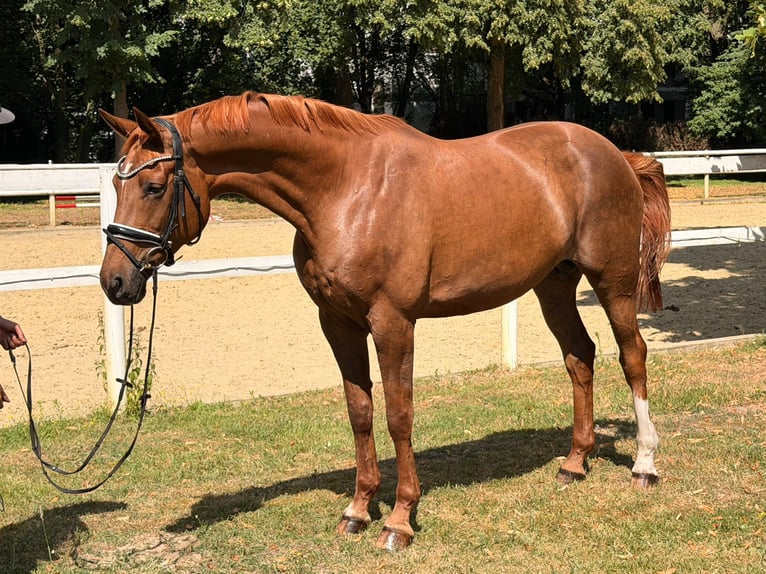 Hannoveraner Stute 8 Jahre 170 cm Fuchs in Hamm