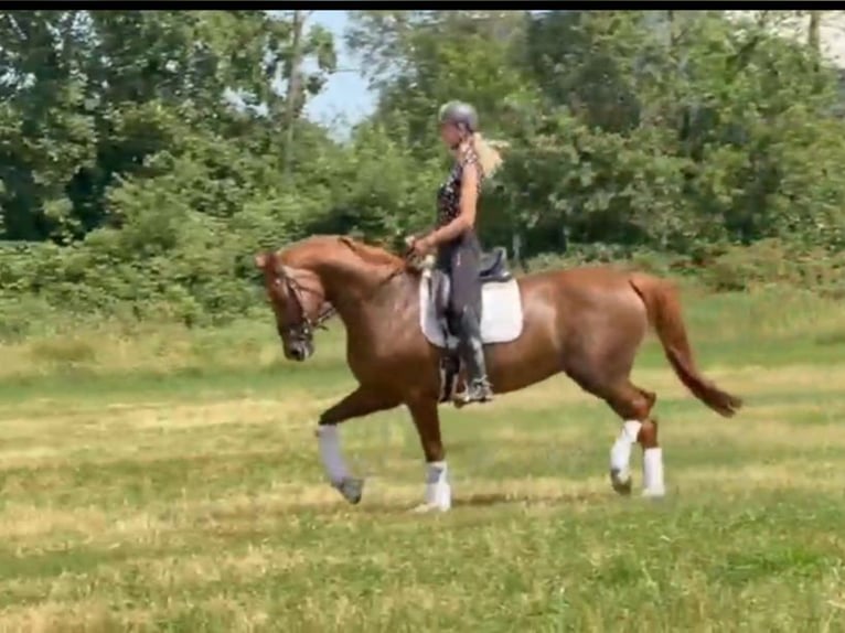 Hannoveraner Stute 8 Jahre 170 cm Fuchs in Hamm