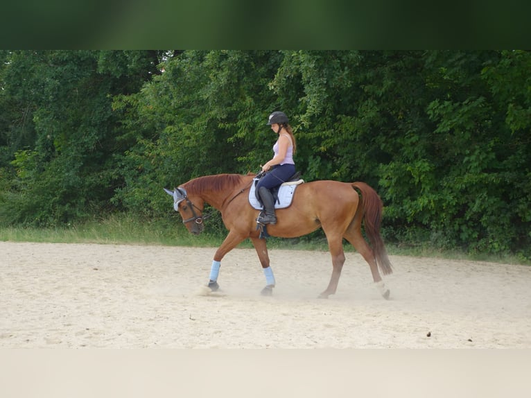 Hannoveraner Stute 8 Jahre 170 cm Fuchs in Wiesbaden