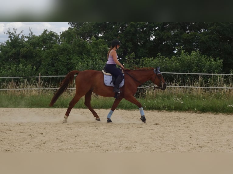 Hannoveraner Stute 8 Jahre 170 cm Fuchs in Wiesbaden