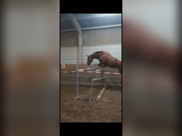 Hannoveraner Stute 8 Jahre 170 cm Fuchs in Wiesbaden