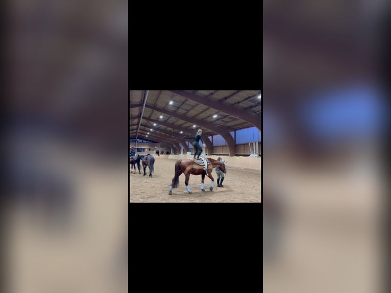 Hannoveraner Stute 8 Jahre 170 cm Fuchs in Wiesbaden