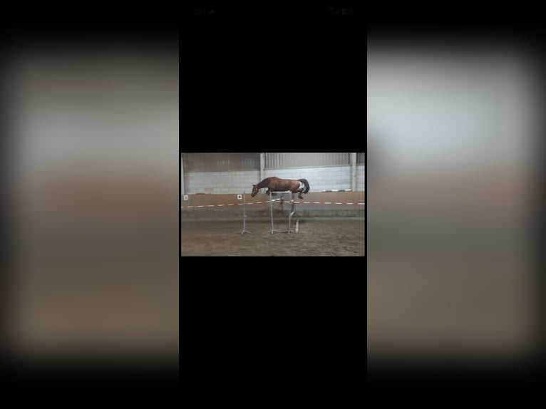 Hannoveraner Stute 8 Jahre 170 cm Fuchs in Wiesbaden