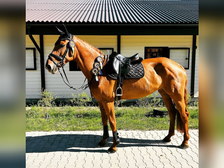 Hannoveraner Stute 8 Jahre 170 cm Fuchs in Pori