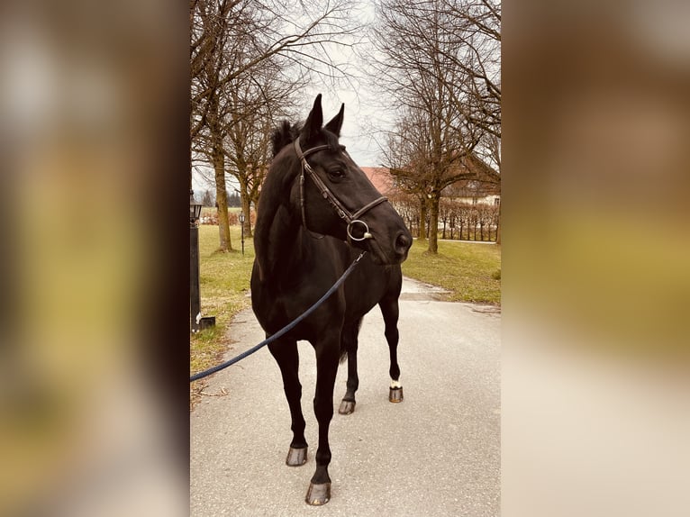 Hannoveraner Stute 8 Jahre 170 cm Rappe in Haldenwang