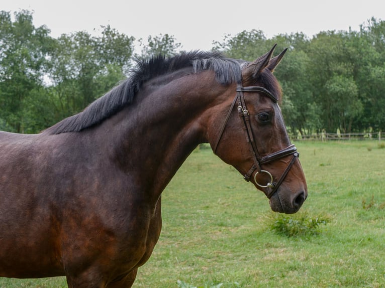 Hannoveraner Stute 8 Jahre 170 cm Schwarzbrauner in Ankum