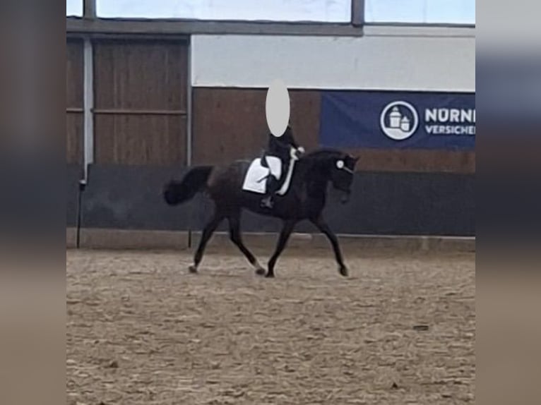 Hannoveraner Stute 8 Jahre 171 cm Dunkelbrauner in Wieseth